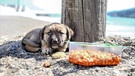 Kleines hungriges Hundebaby mit Flöhen wurde ausgesetzt und muss auf der Straße überleben in Cide, Türkei. August 2018 | Bild: picture alliance/Tobias Steinmaurer