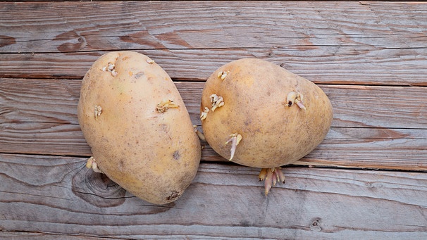 Zwei Kartoffeln auf einem Holztisch mit wenigen kurzen Keimen | Bild: mauritius images / Kira Yan / Alamy / Alamy Stock Photos