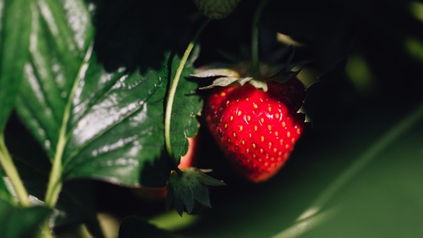 Eine reife Erdbeere hängt an einer Erdbeerpflanze. | Bild: BR/Sylvia Bentele