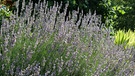 Lavandula intermedia Provence Lavendel | Bild: BR/Brigitte Goss 