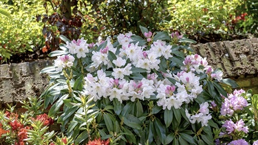 Rhododendron, Rhododendron Dufthecke | Bild: picture alliance / Bildagentur-online/Mueller-McPho