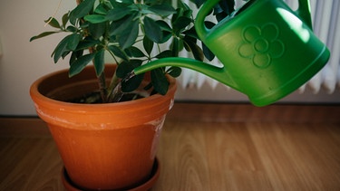 Jemand gießt eine Zimmerpflanze. | Bild: BR/Julia Müller