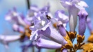 Blüte des Klimabaumes | Bild: BR/Segler-Blu/Modery
