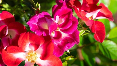 Rosy Boom Colour Change  | Bild: BR/Heinje/Modery