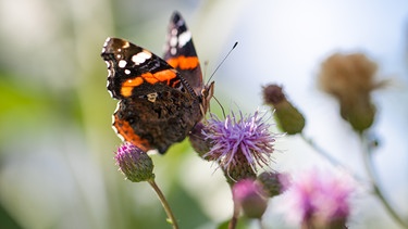 Schmetterling auf Flockenblume | Bild: BR / Sylvia Bentele