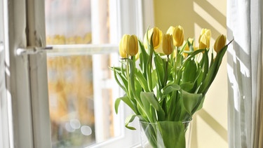 Ein Strauß gelber Tulpen in einer Vase auf dem Fensterbrett. | Bild: BR/Markus Konvalin