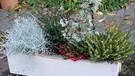 Winterlich bepflanzter Balkonkasten | Bild: BR/Brigitte Goss