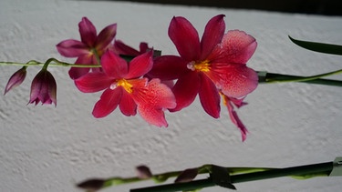 Orchidee Nelly Isler | Bild: BR/Brigitte Goss