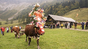 Eine mit Blumen geschmückte Kuh beim Almabtrieb. | Bild: Annette Eckl