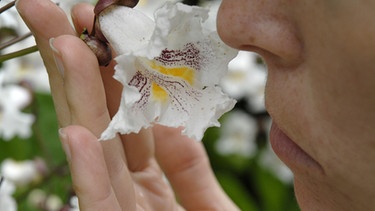 Frau riecht an Blume  | Bild: picture alliance 