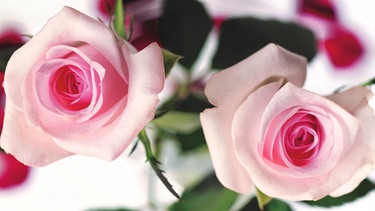 Zwei rosa Rosen  | Bild: BR / MEV / independent light