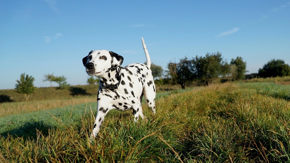 Hund springt durchs Gras, Dalmatiner in Aktion | Bild: BR / Britta Barchet