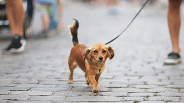 Kleiner Hund auf der Straße | Bild: BR / stock.adobe com / Anna Jurkovska