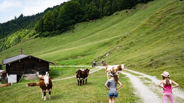 Almfläche mit Kühen Richtung Pötschalm | Bild: BR / Nina Schlesener