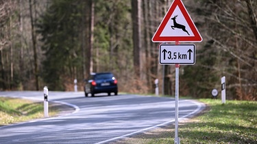 Straße mit Wildwechsel-Schild | Bild: BR/Hagen Lehmann