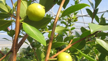 Zitronenguave "Arasa“ | Bild: BR/Andreas Modery