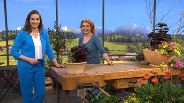 Moderatorin Andrea Lauterbach mit Pflanzen-Expertin Brigitte Goss | Bild: Wir in Bayern