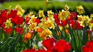 Gelbe Narzissen zwischen roten Tulpen | Bild: BR / Natasha Heuse