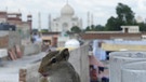 Streifenhörnchen vor Taj Mahal: In Agra sorgt dieser Anblick bei einer Tasse Tee für Aufheiterung bei Julian und Nico Schmieder. Ansonsten sind sie platt: Durchfall... | Bild: Nico und Julian Schmieder