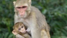 Impressionen aus Mansar: Hier wird der Nachwuchs gestillt - Affen zählen zur Armee des indischen Gottes Hanuman und werden in Indien von Vielen verehrt.  | Bild: Nico und Julian Schmieder