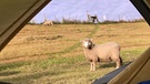 In Balclutha erregen die fremden Camper bei der einheimischen Bevölkerung, also in diesem Fall die Schafe, große Neugier. | Bild: Nico und Julian Schmieder