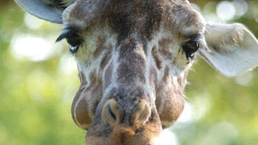 Giraffe | Bild: BR