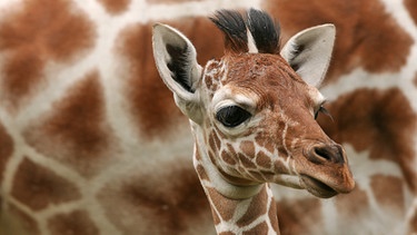 Giraffen im Münchner Tierpark Hellabrunn | Bild: picture-alliance/dpa