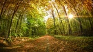 Zeit und Ewigkeit - Gedanken zum Lauf der Zeit - Spätsommerstimmung im Wald | Bild: picture-alliance/dpa