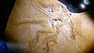 Urvogel Archaeopteryx | Bild: BR/Erwin Albrecht