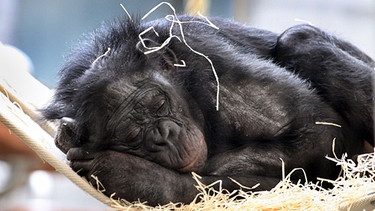 Bonobo | Bild: Wilhelma, Stuttgart