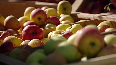 Äpfel auf dem Apfelmarkt in Bad Feilnbach. Bild aus der Sendung BR Heimat -Zsammg'spuit in Bad Feilnbach | Bild: BR