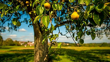 Birnbaum auf einem Feld | Bild: picture-alliance/dpa | Hans-Joachim Schneider