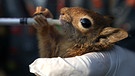 Symbolbild: Verwaistes Baby-Eichhörnchen wird mit etwas Milch aus einer Spritze gefüttert. | Bild: picture alliance / AA | Omer Urer