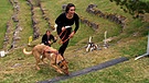 Hindernislauf mit Hund | Bild: BR