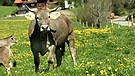 Kuh auf der Weide | Bild: BR
