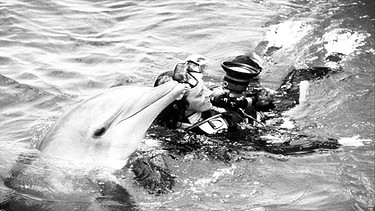 Nomi Baumgartl schwimmt mit Delphinen | Bild: Privat