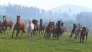 Pferde im Galopp: Pferdeparadies in Unterfranken - der Grieshof bei Zeitlofs | Bild: BR