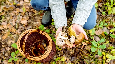 Mann zeigt seine gefundenen Pilz im Wald  | Bild: colourbox.com