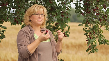 Roswitha Stöpfel nascht eine schwäbische Weinweichsel vom Kirschbaum | Bild: BR