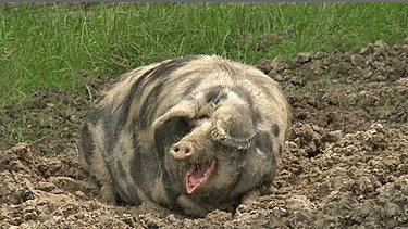 Schwein suhlt sich | Bild: BR