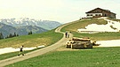 Sommer auf der Alpe Spicherhalde | Bild: BR