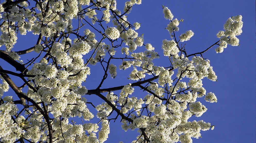 Blüte bei einem Wildkirschenbaum | Bild: picture-alliance / OKAPIA KG, Germany | Dr. Axel Krieger