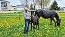 Bernard Käß züchtet Rottaler Pferde | Bild: BR
