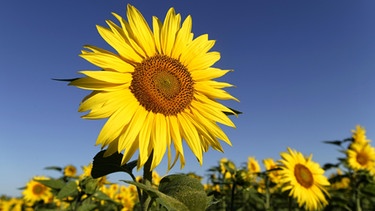 Sonnenblumen | Bild: picture-alliance/dpa