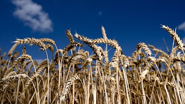 Erntereifer Weizen leuchtet auf einem Getreidefeld vor blauem Himmel | Bild: dpa-Bildfunk/Arne Dedert
