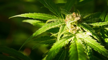Cannabis-Pflanze | Bild: picture-alliance/dpa