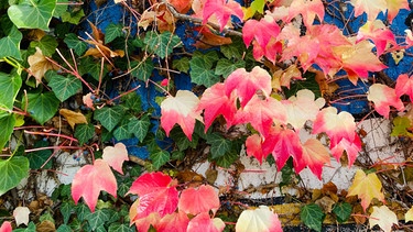 Blätter mit verschiedenrn Farben | Bild: Picture alliance/dpa