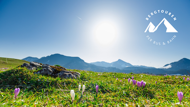 Blühende Bergwiese im Frühjahr | Bild: Alpenwelt Karwendel