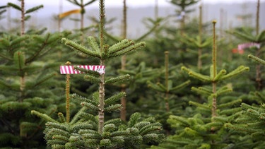 Nordmanntannen stehen in einer Christbaumplantage. Die sommerliche Dürre wirkt sich weder auf die weihnachtliche Christbaumpracht noch auf die Kosten aus.  | Bild: dpa-Bildfunk