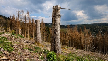 Waldsterben im Sauerland: gerodete Bäume | Bild: caro